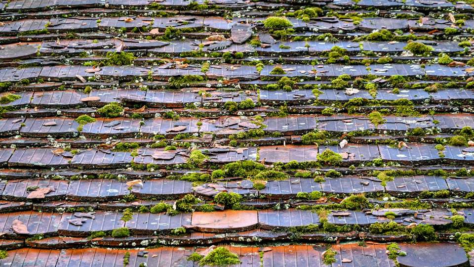 Mousse installée sur les tuiles d'un pan de toiture ombragé, secteur de Le Grand-Quevilly